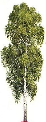 beryoza
